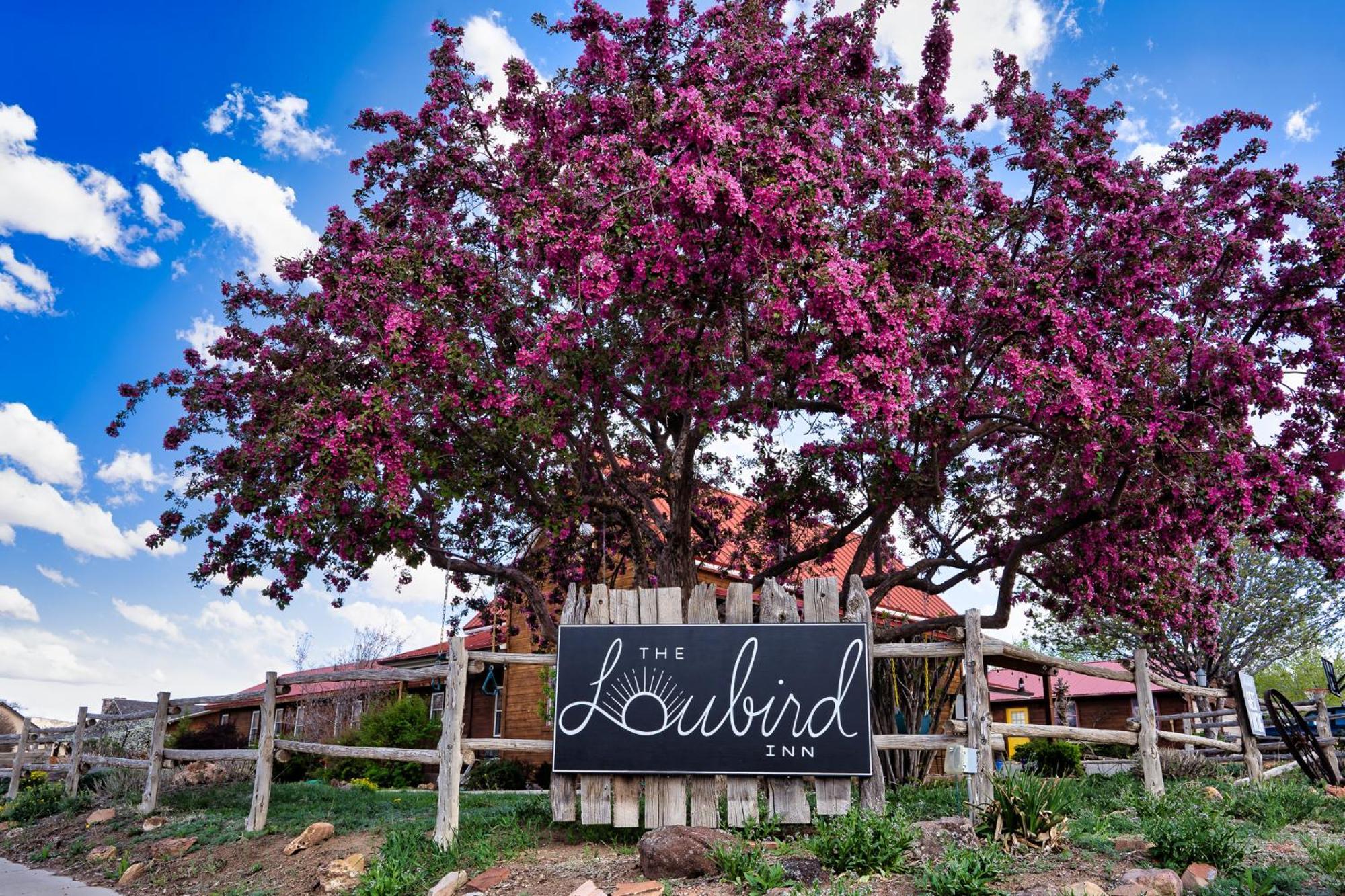 The Loubird Inn Escalante Εξωτερικό φωτογραφία